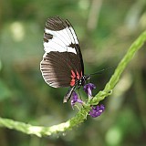 longwing butterfly